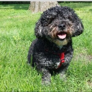 Meet your Posher, Sean